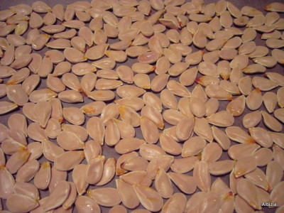 PICT4350.JPG