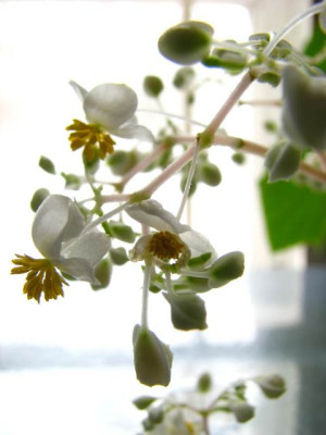 beg._vitifolia.jpg