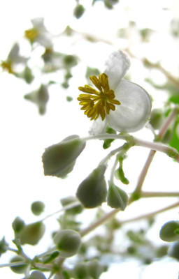 begonia_vitifolia.jpg