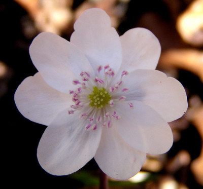 hepatica_weiss.jpg
