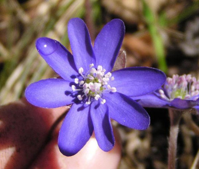 hepatica_spitz.jpg
