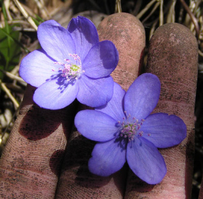 hepatica_grossbluetig.jpg