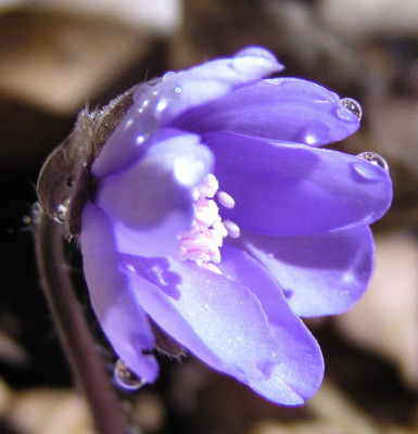 hepatica_tropfen.jpg