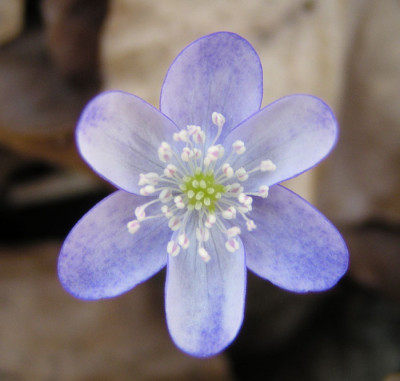 hepatica_gibt_es_so_eins_schon_.jpg