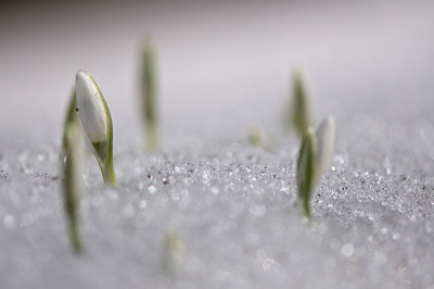Schneegloeckchen-Feb2010.jpg