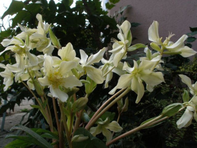 helleborus_namenlos_lagerhaus_totale.jpg