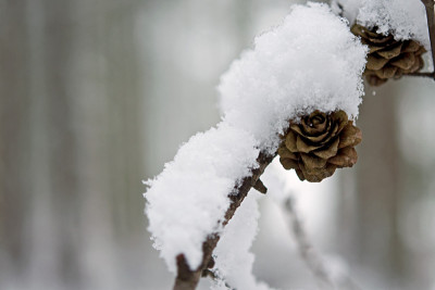 Schnee-im-Wald-Feb2110.jpg