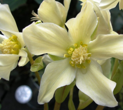 helleborus_namenlos_lagerhaus_nahe.jpg