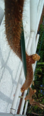 kiwi_maerz05.jpg