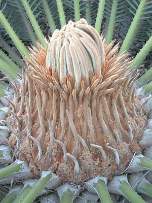Cycas_Knospe.jpg
