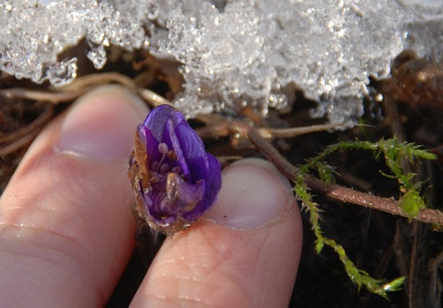 erstes_hepatica_2010.jpg