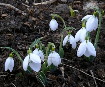 Galanthus_Cassaba_Group.JPG