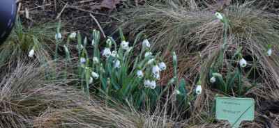 Galanthus_Trymlet_vor_der_Linse.JPG