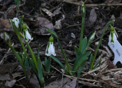 Galanthus_South_Hayes_klein.JPG