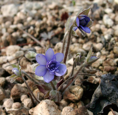 03260014_eHepatica_nobilis_blau_gefullt.JPG