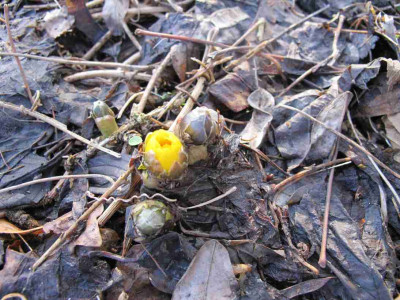 Adonis_amurensis_10_ue.jpg