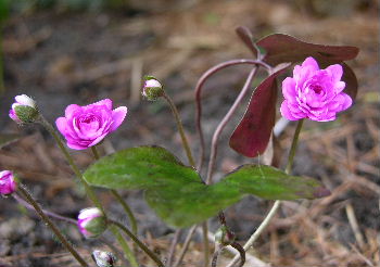 Hepatica_rosa_gefuellt.JPG