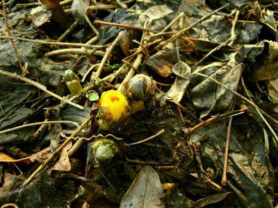 Adonis_amurensis_F_ue_zg.jpg