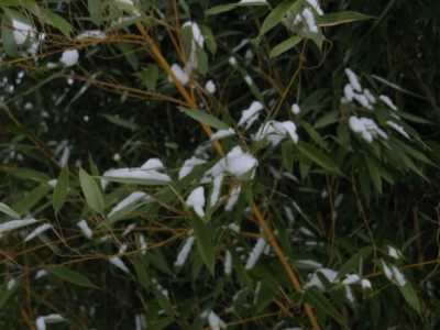 Phyllostachys_aureosulcata_Spectabilis_2_640x480.JPG