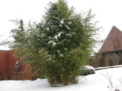 Phyllostachys_aureosulcata_Spectabilils_1_640x480_640x480.JPG