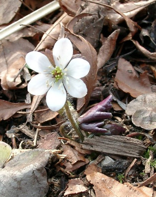 03260001_eHepatica_henryi.JPG
