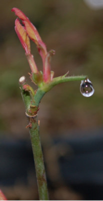 Tropfen_1_normal_0010__2940.jpg