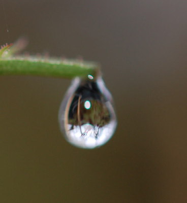 Tropfen_3_makro_0012__2943.jpg