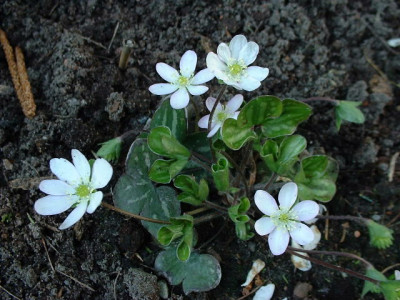 Hepatica__pyrenaica.JPG
