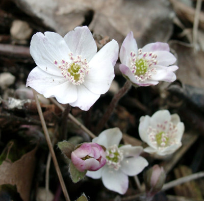 03260025_eHepatica_nobilis_Ledrosee_weiss.JPG