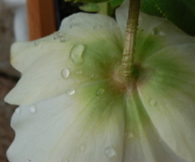 Tropfen_4_0010__2968.jpg
