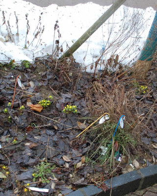 Winterlinge_0010__2945.jpg