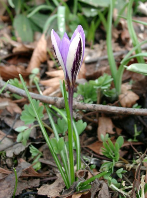 03260027_eCrocus_minimus.JPG