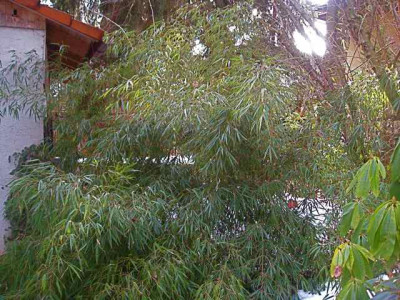 Brachystachium_rupicola_IMG_4742.JPG
