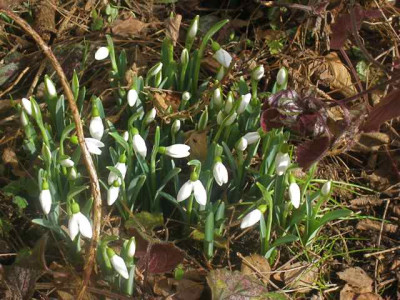 Galanthus_Samuel_Arnott_IMG_4734.JPG