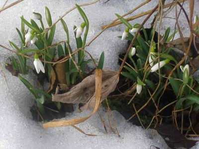 Galanthus_Silver_Wells_IMG_4758.JPG