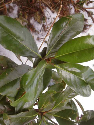 Magnolia_grandiflora_Gallissionaire_Nana_IMG_4740.JPG