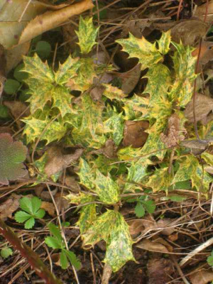 Osmanthus_heterophyllus_Tricolor_IMG_4759.JPG
