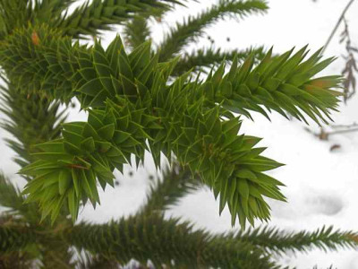 Araucaria_auracana_IMG_4747.JPG