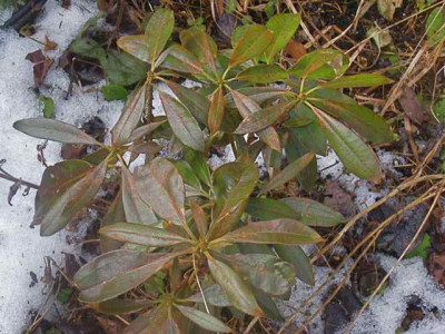 Rhododendron_coryanum_IMG_4745.JPG