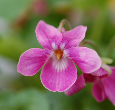 Rosa_Veilchen_0010__2971.jpg