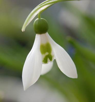 Schneeglockchen_0010__2974.jpg