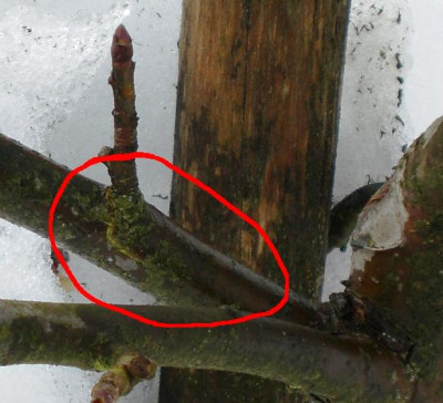 Baum_2.JPG