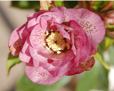Helleborus_0010__2979.jpg
