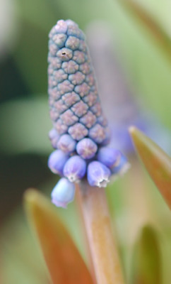 Traubenhyazinthe_0011__2972.jpg