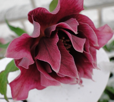 Winter_2010_010.JPG