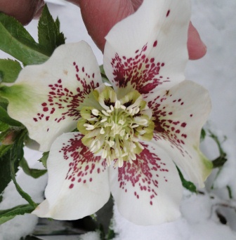 Winter_2010_020.JPG