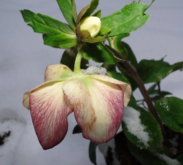 Winter_2010_029.JPG