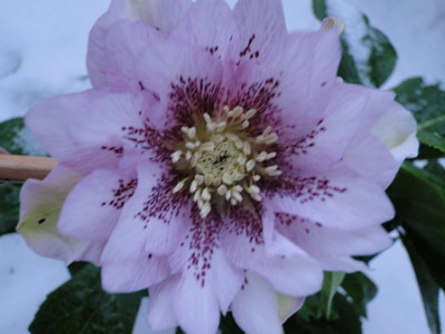 Winter_2010_042.JPG