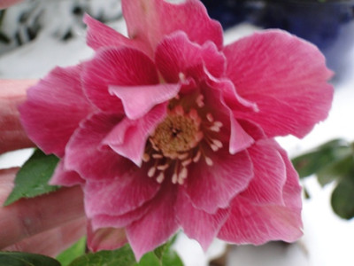 Winter_2010_014.JPG