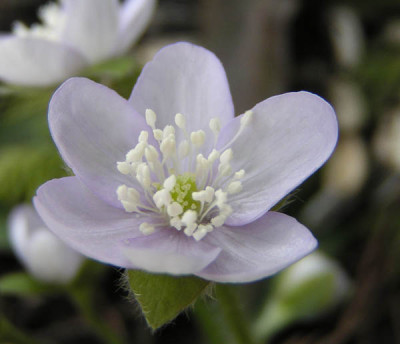 hepatica_zartlila.jpg